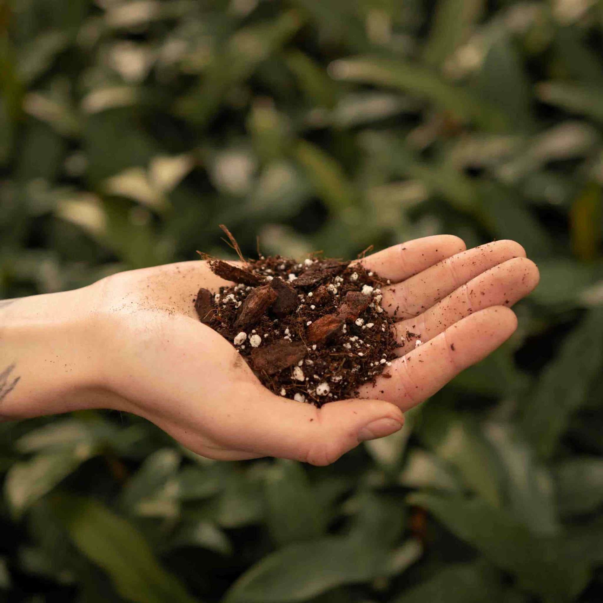 sustrato anthurium Comprar sustrato para Anthurium? ✓ Alta calidad – Sybotanica