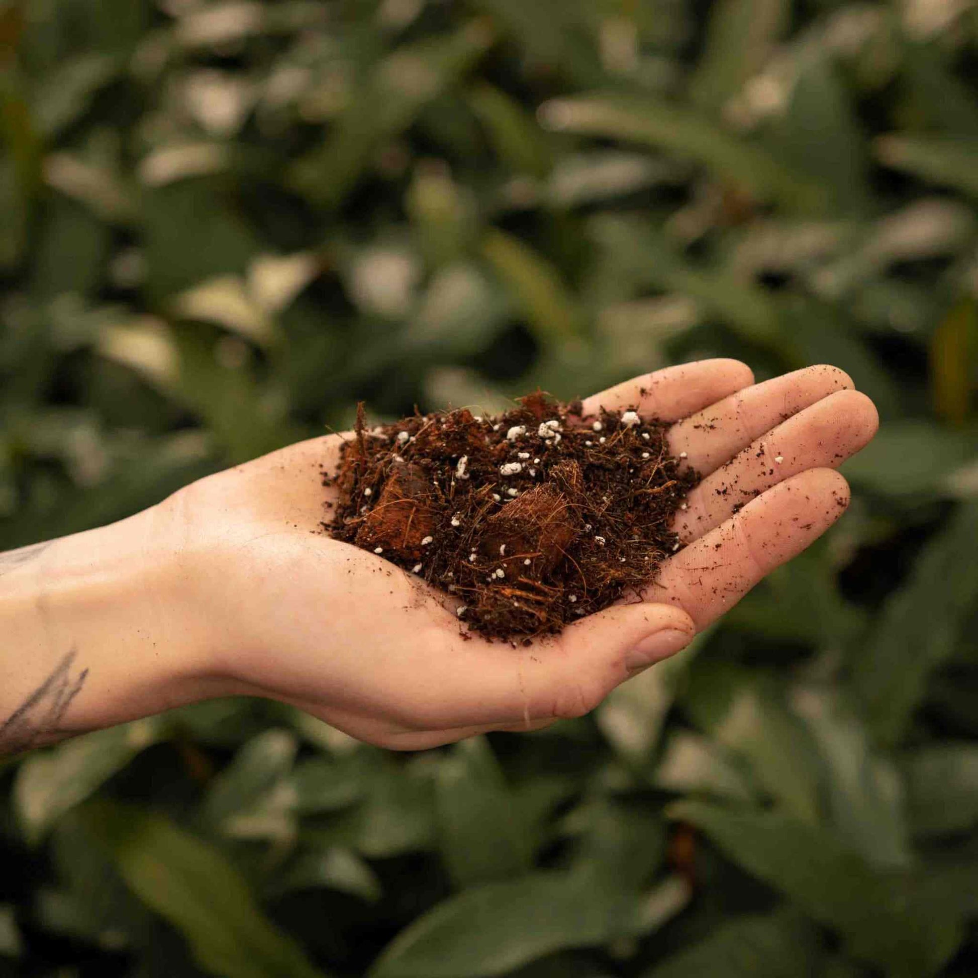sustrato para monstera adansonii Comprar sustrato para Aroid? ✓ Alta calidad – Sybotanica