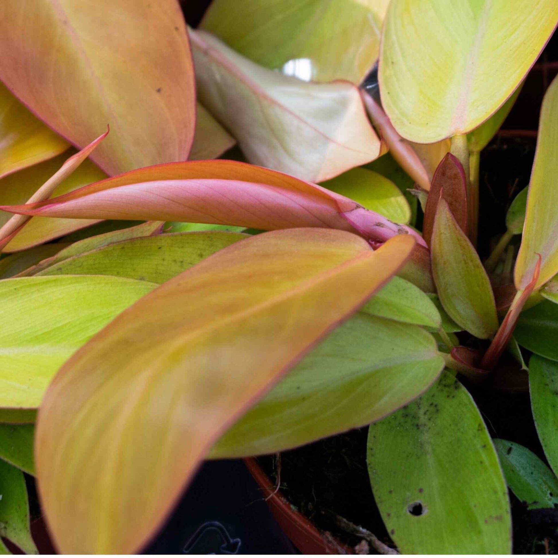 philodendron erde mischen Monstera-Erde, Aroid-Erde mix kaufen? ✓ Schnell versandt – Sybotanica