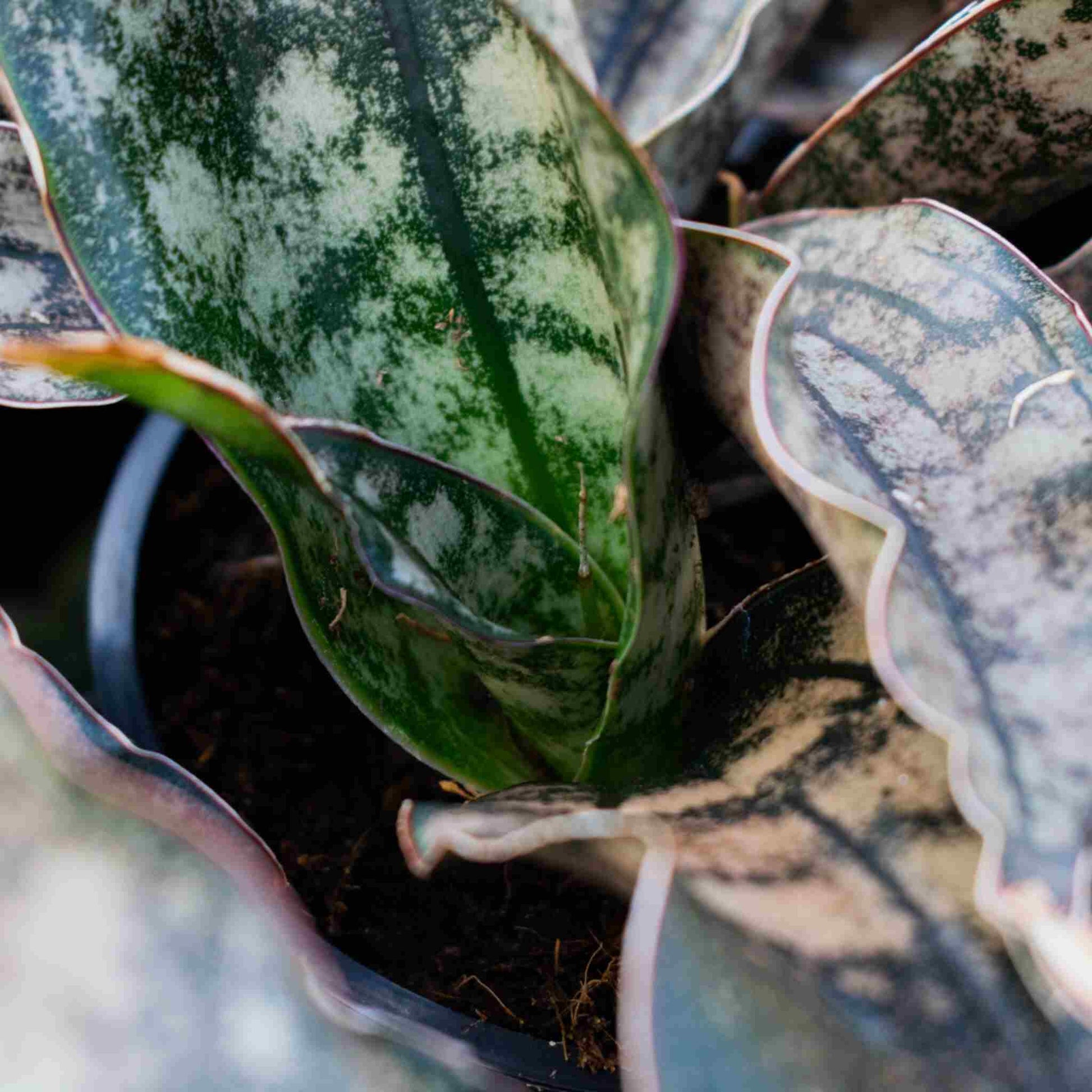 cactus soil for snake plant Buy Cactus and succulent Soil Mix? ✓ Fast shipping – Sybotanica