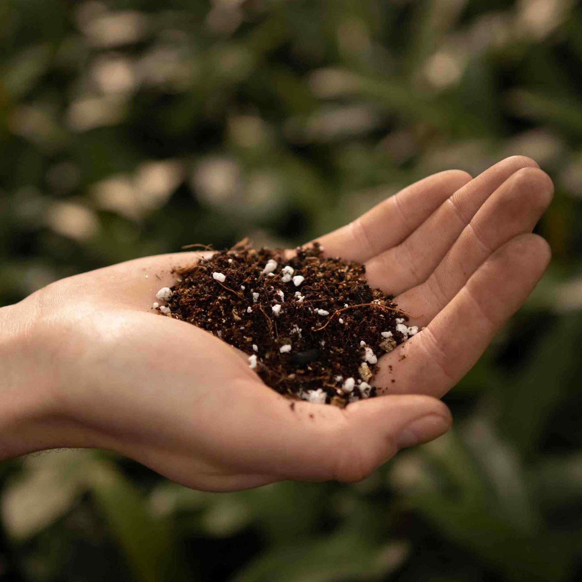 potting mix for calathea Buy Calathea & Maranta Soil Mix? ✓ Shipped quickly – Sybotanica