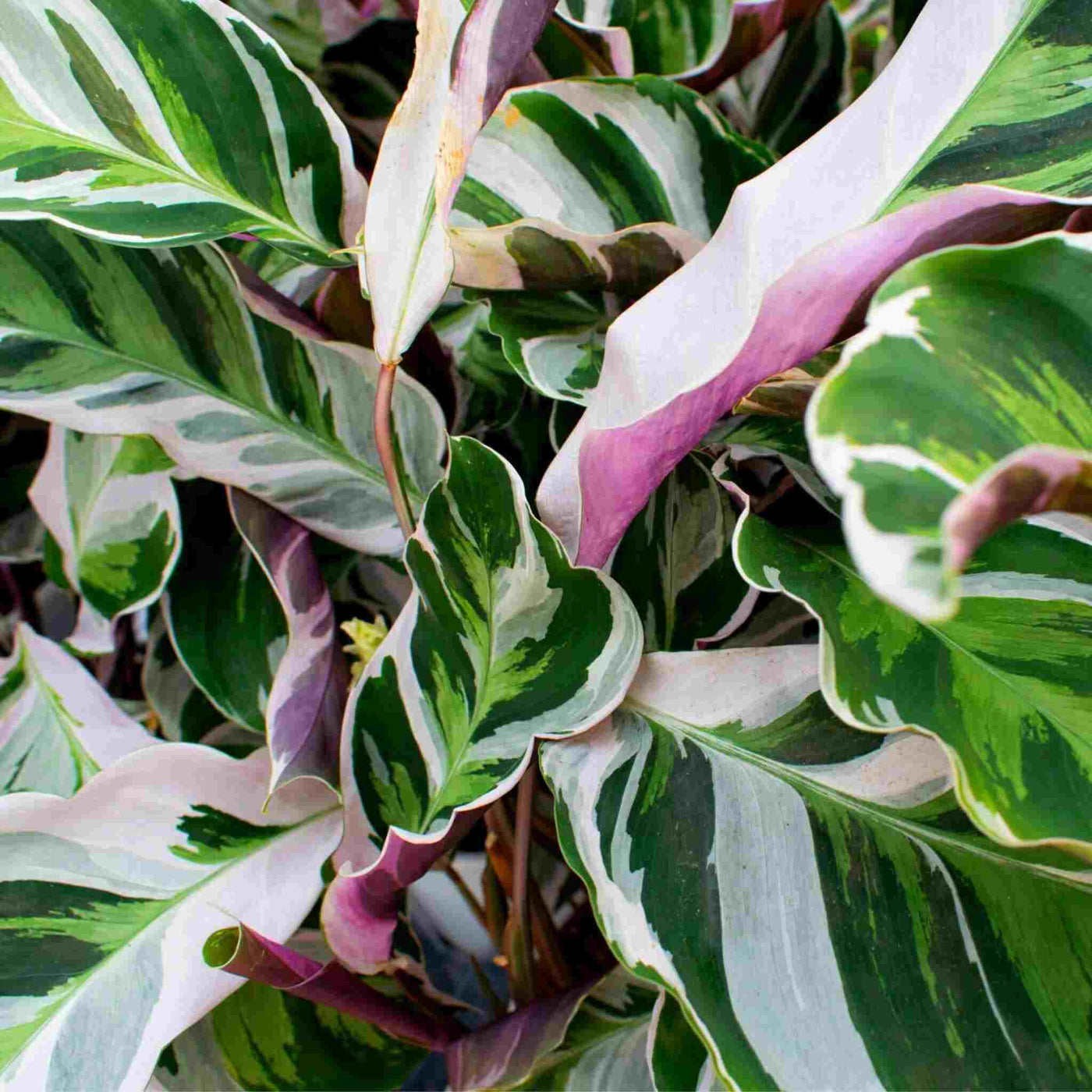 Calathea & Maranta mix