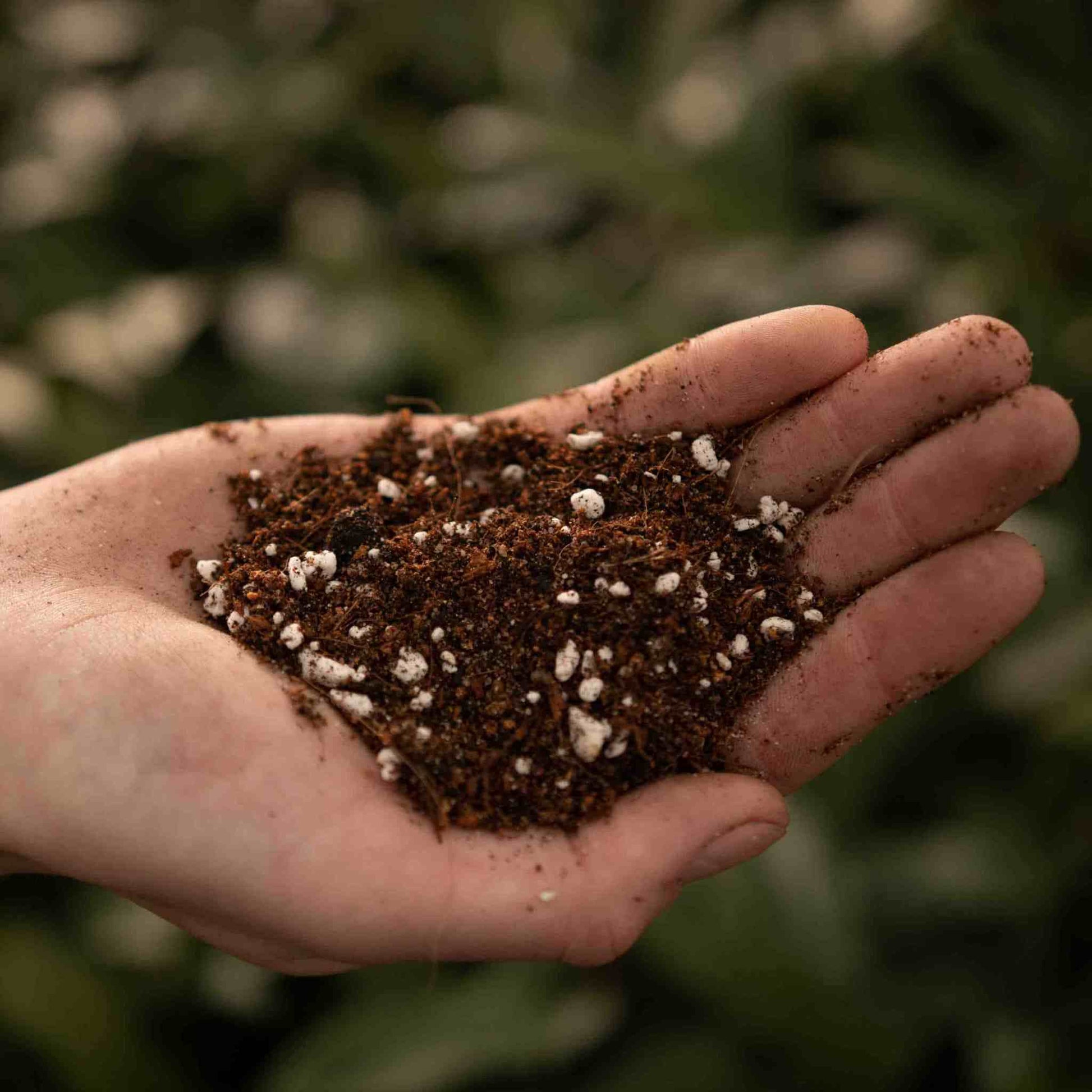 fern potting mix recipe Buy Fern Soil Mix? ✓ Ordered before 16:30, shipped today – Sybotanica