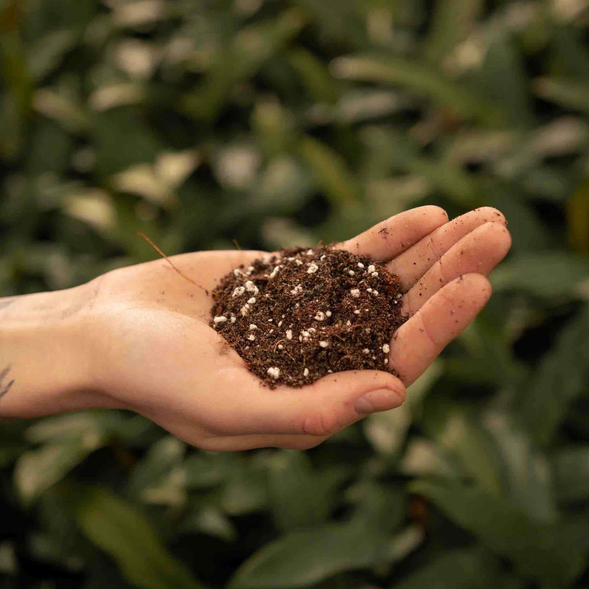 best potting mix for ficus Buy Ficus Soil Mix? Ordered before 16:30, shipped today – Sybotanica