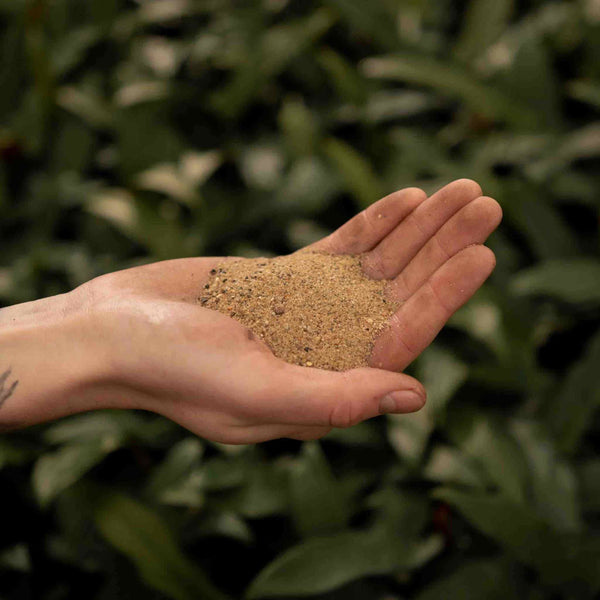 best sand for indoor plants Buy Horticultural Sand? ✓ Shipped Quickly! – Sybotanica