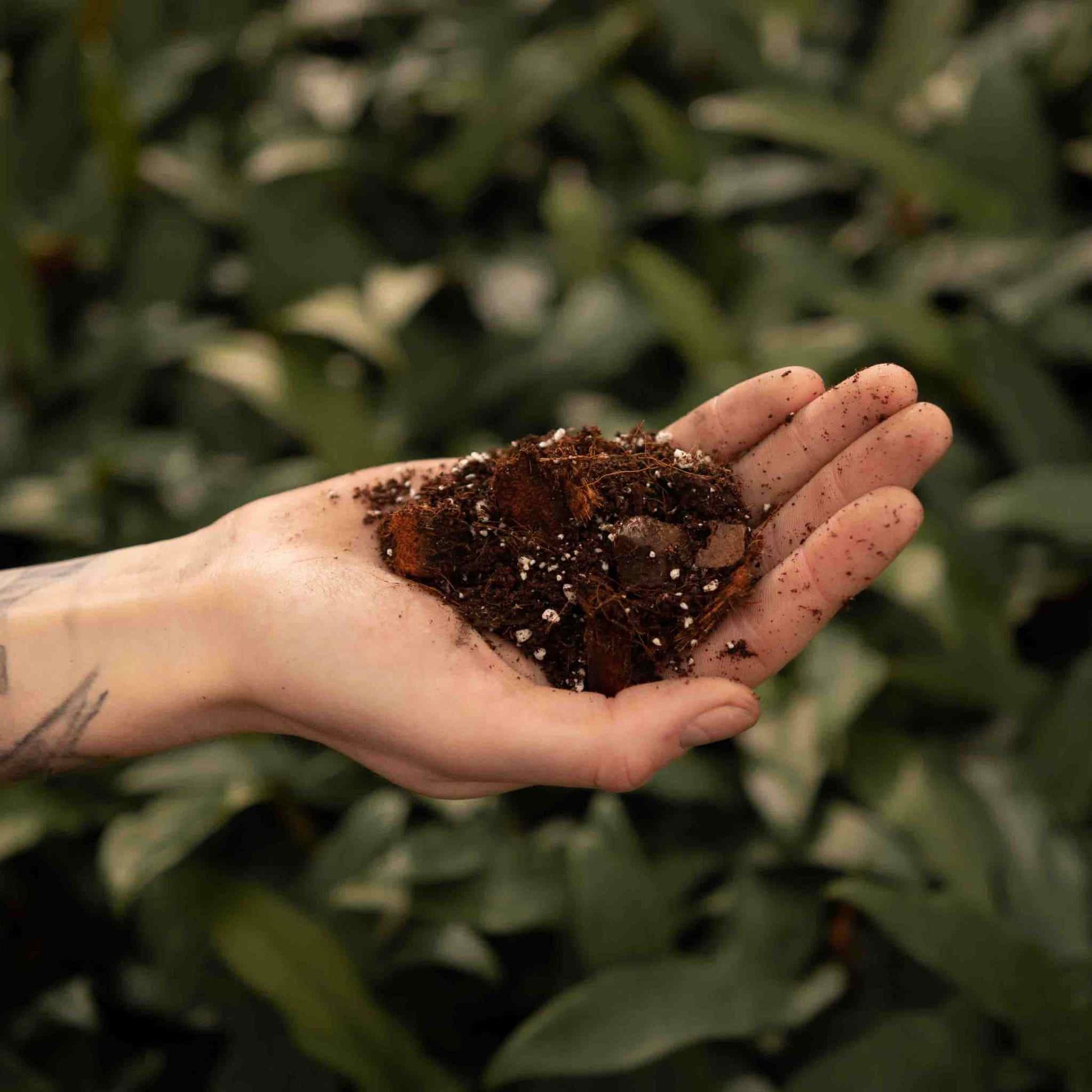 hoya cactus soil Buy Hoya Soil Mix? Ordered before 16:30, shipped today – Sybotanica