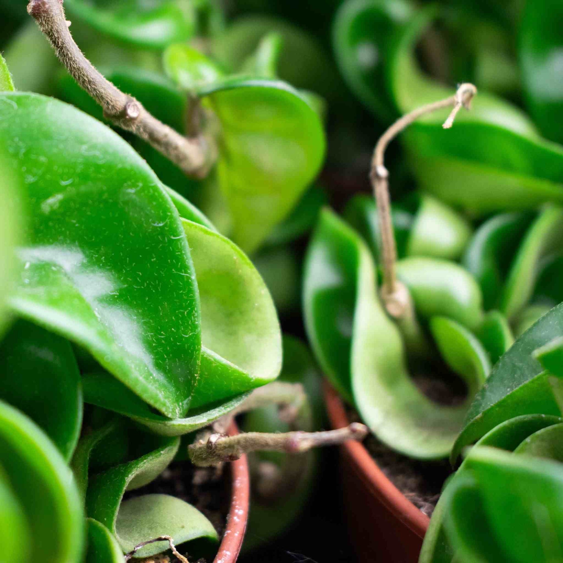 hoya carnosa potting mix Buy Hoya Soil Mix? Ordered before 16:30, shipped today – Sybotanica