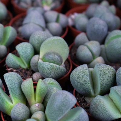 Lithops & Split Rock mix