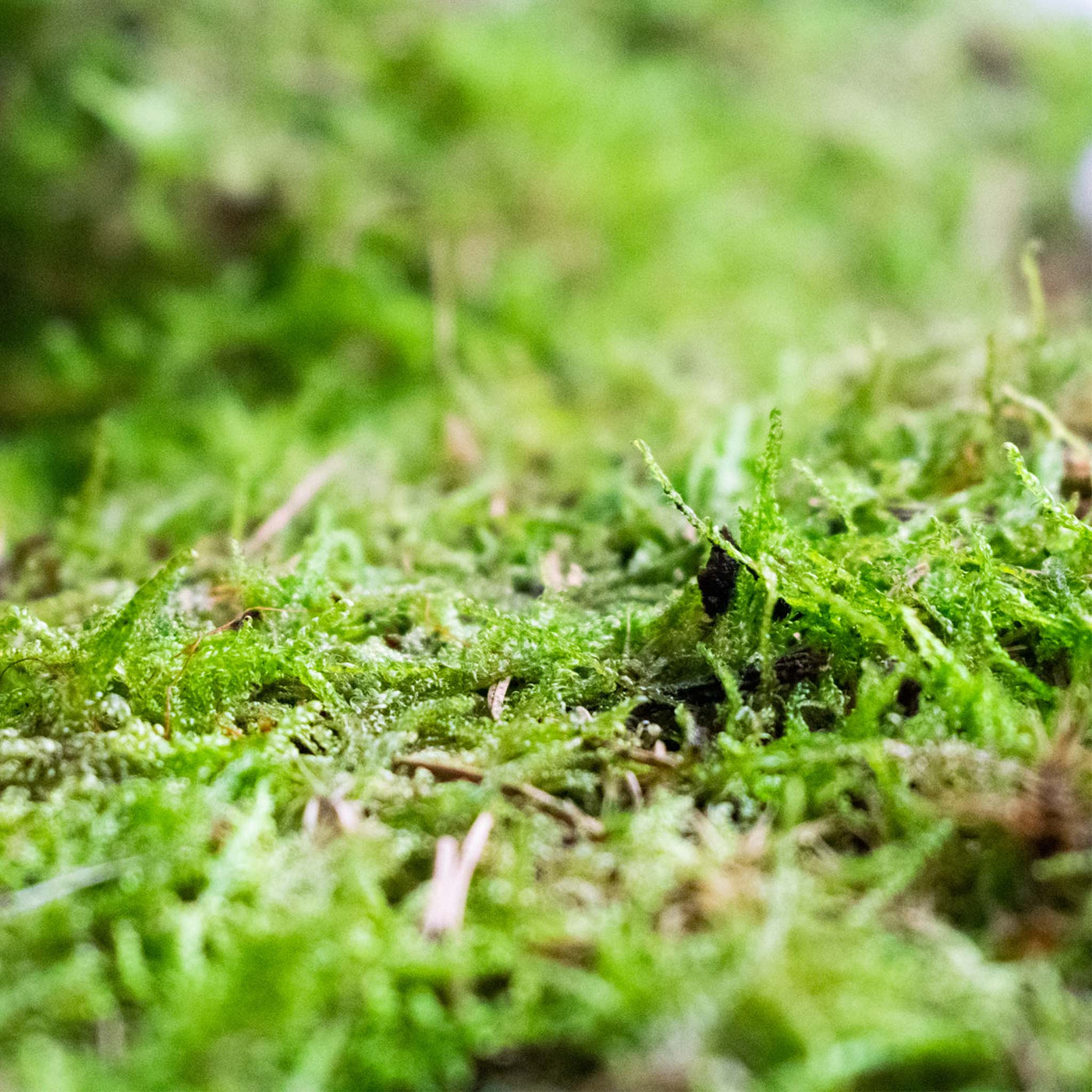 Fresh, live moss selection for terrarium - Highland Moss