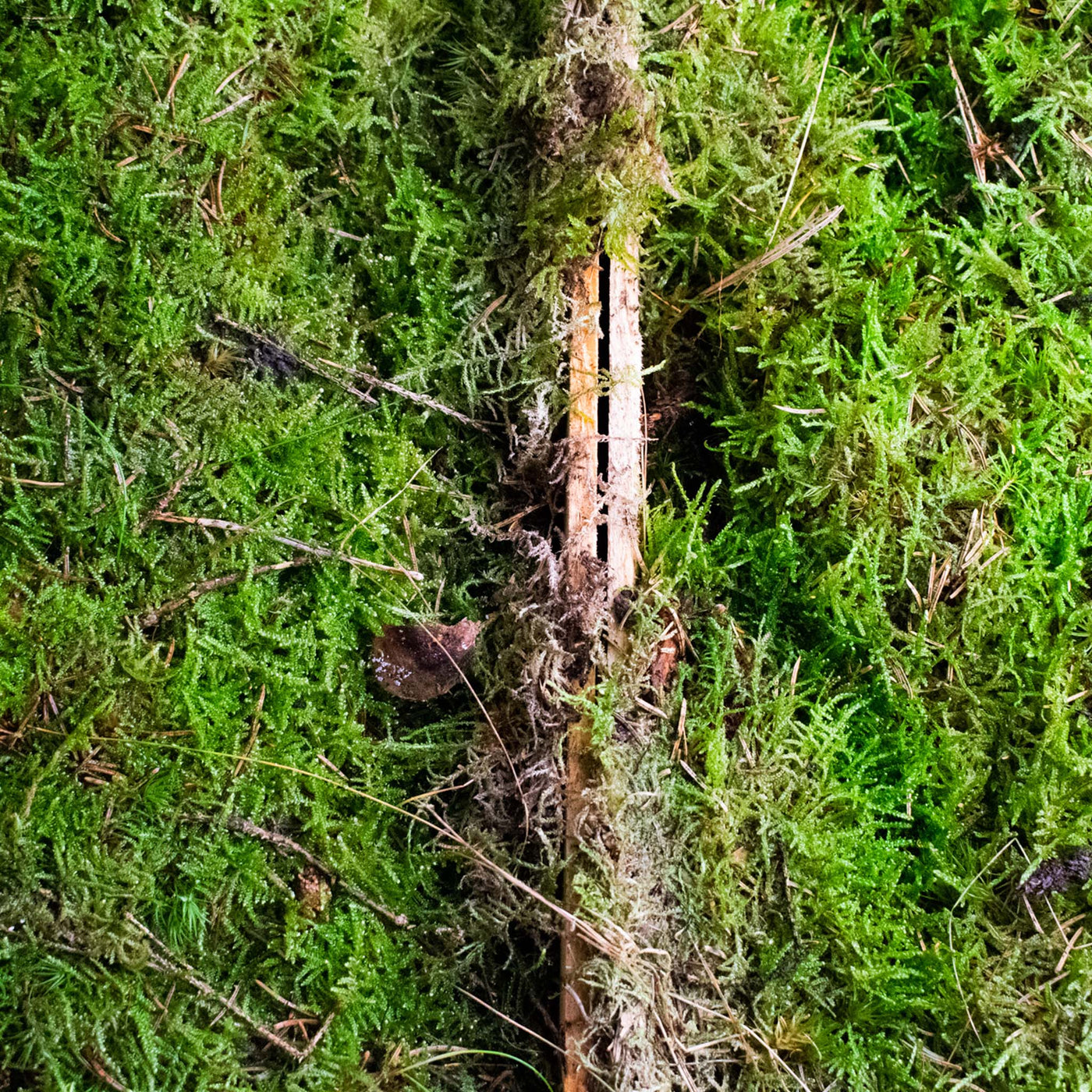 Twisted Moss Syntrichia Ruralis Terrarium Moss Ground Cover 