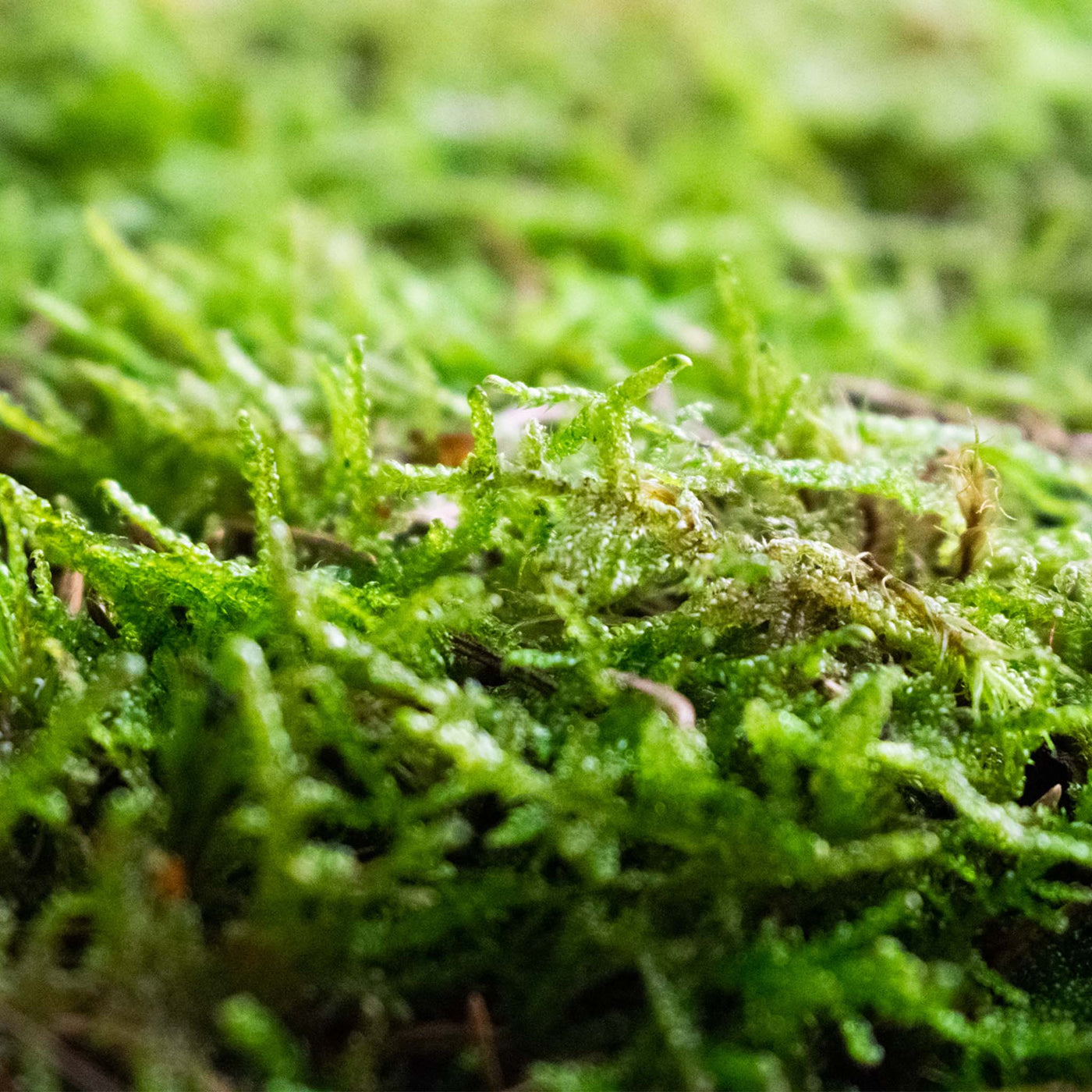 Live Sheet Moss, 40x25x10 (4 layers), Flat moss, SYBASoil, Terrarium  moss, Carpet moss, Moss For Plants