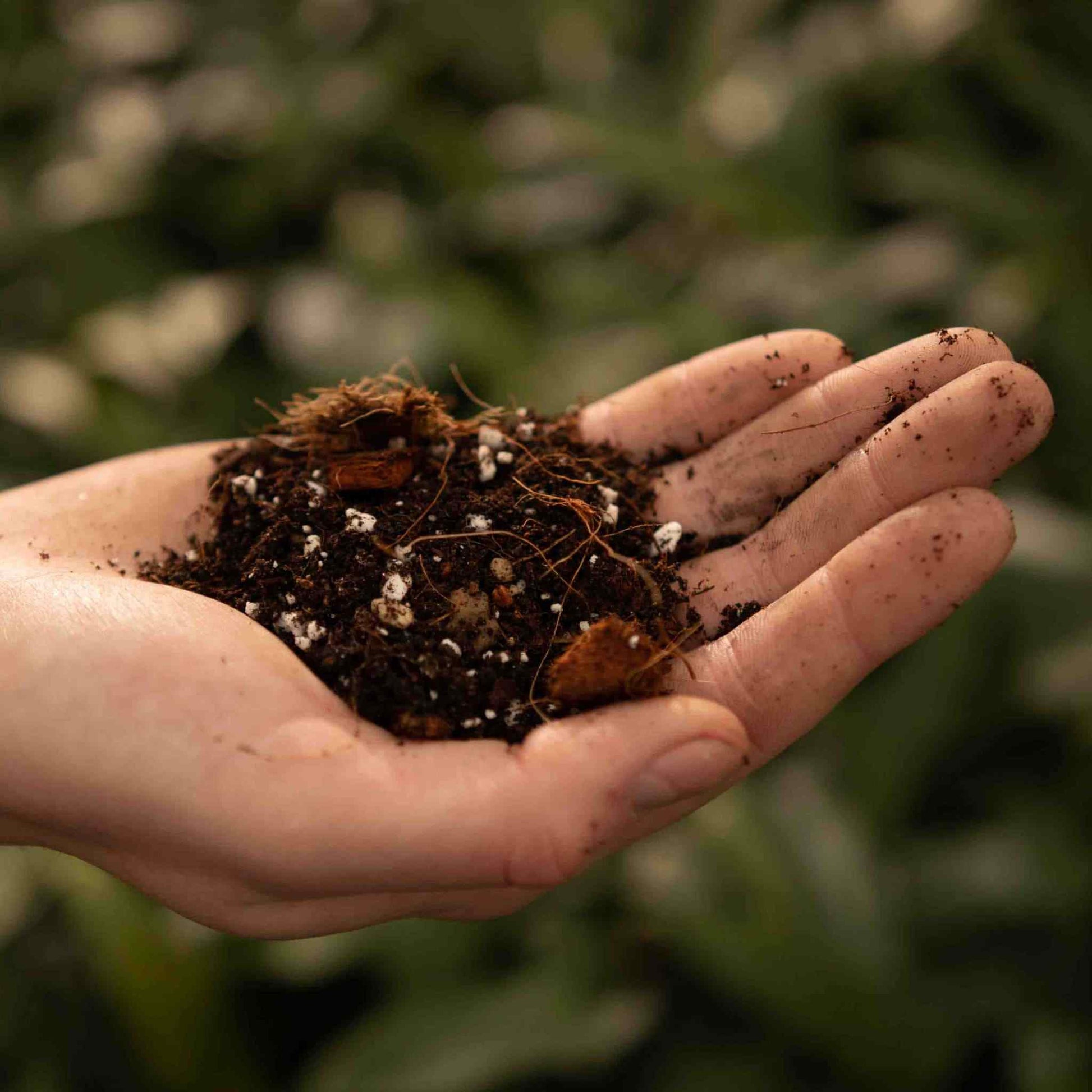 syngonium potting mix Buy Syngonium Soil Mix? ✓ Shipped Quickly – Sybotanica