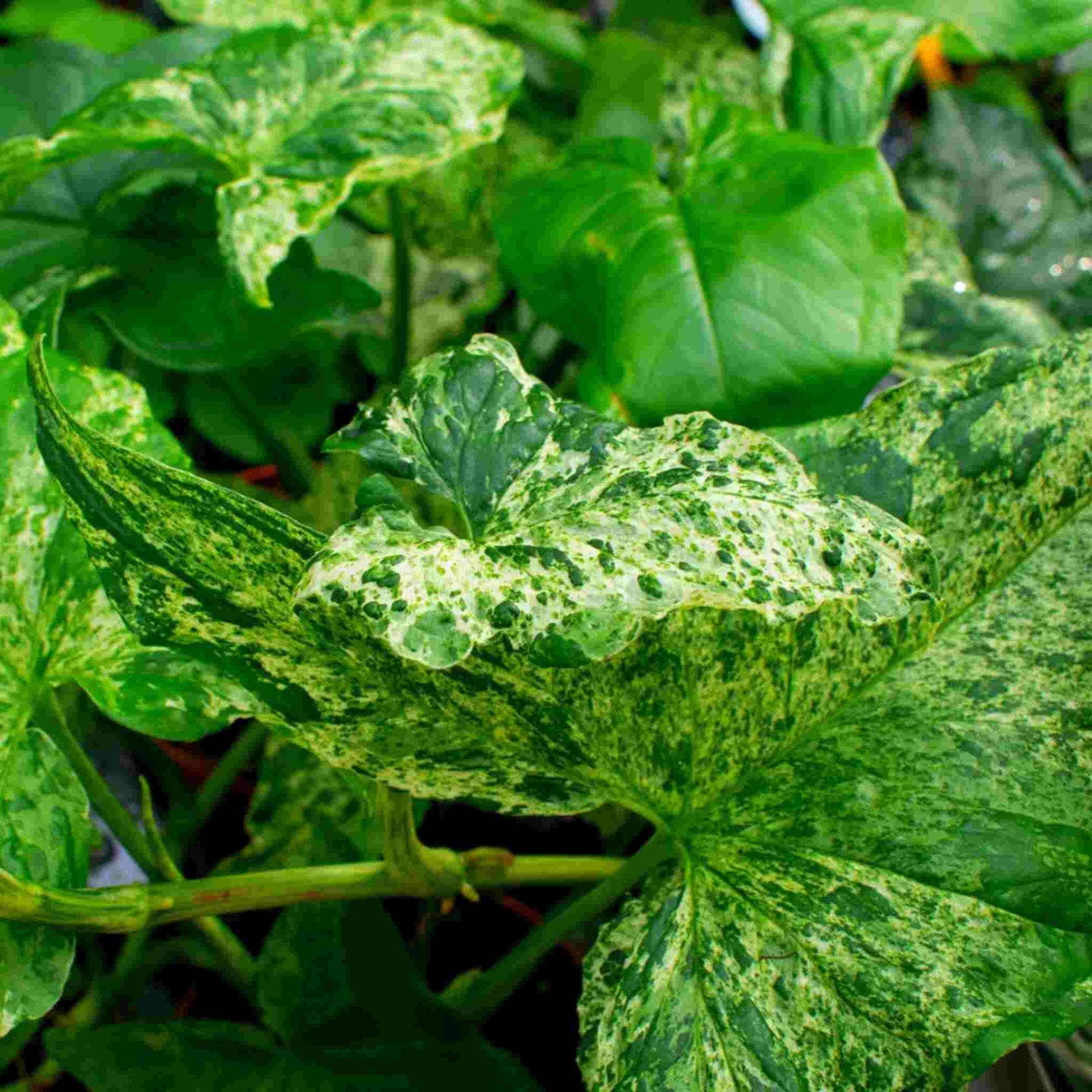 Syngonium Soil Mix 515L SYBASoil Arrowhead vine soil 6 Months of nutrients Peatfree