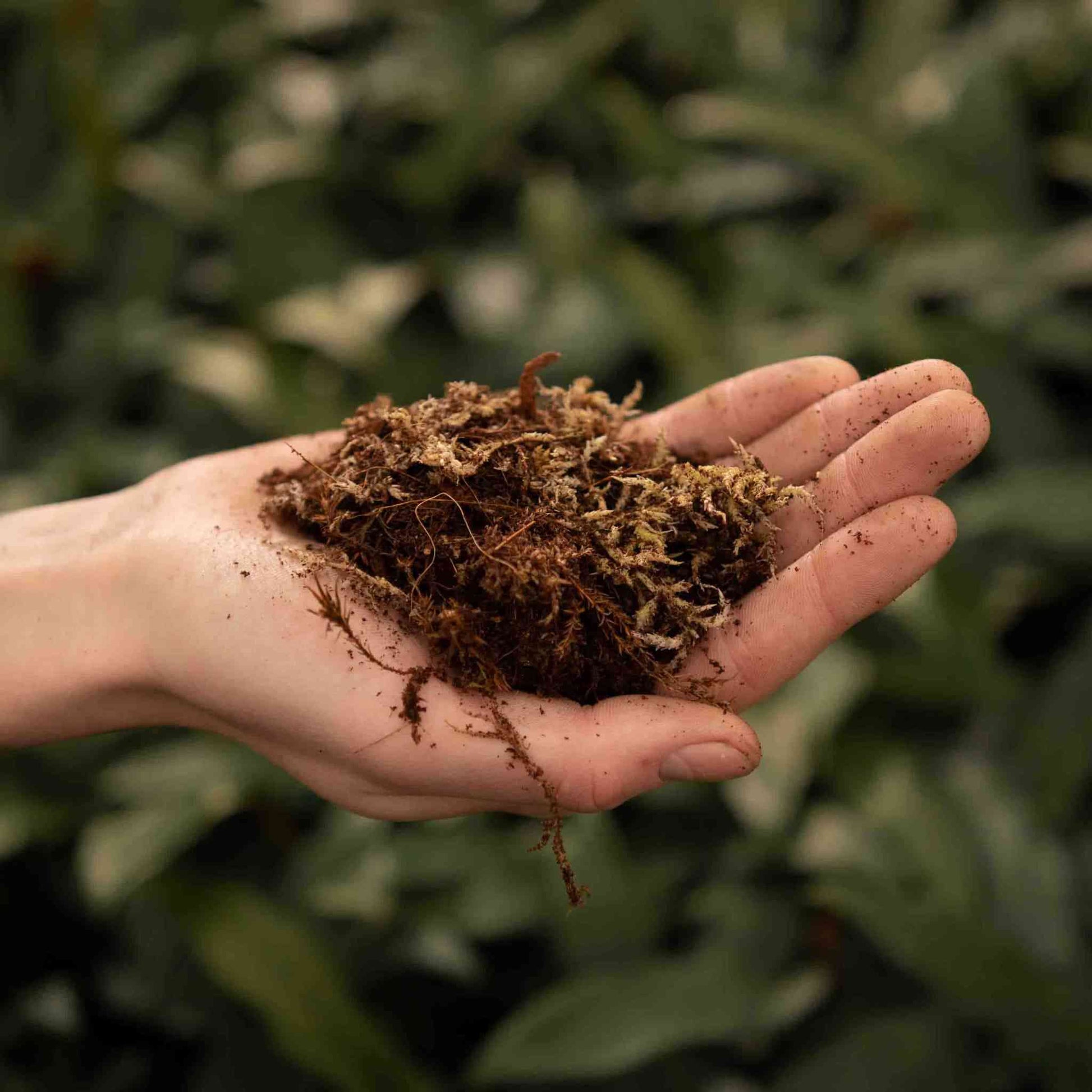 plant terrarium soil Buy Terrarium Soil Mix? ✓ Ordered before 16:30, shipped today – Sybotanica