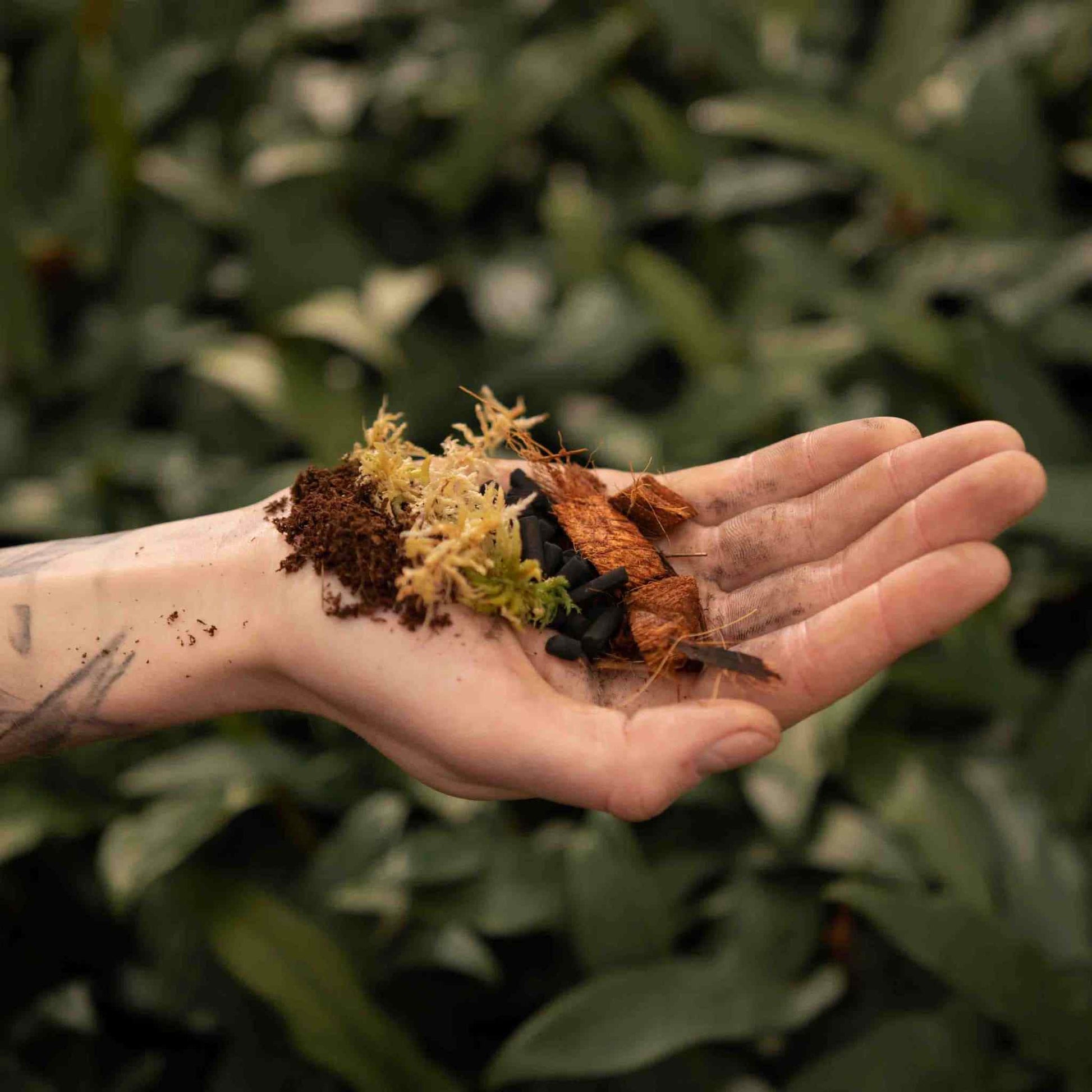 plant terrarium substrate Buy Terrarium Soil Mix? ✓ Ordered before 16:30, shipped today – Sybotanica