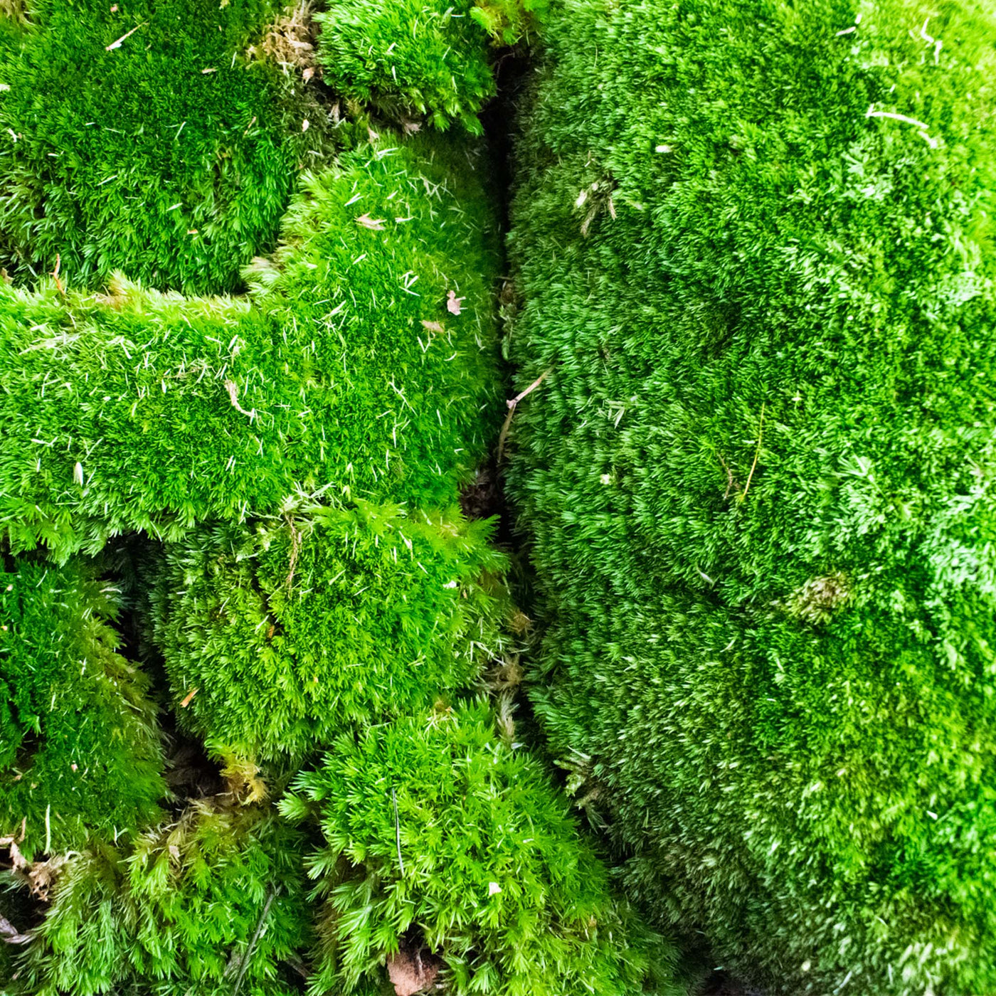 Live Cushion Moss, 40x25x10cm, Terrarium moss, SYBASoil, Bun moss, Pillow  moss, Mood moss